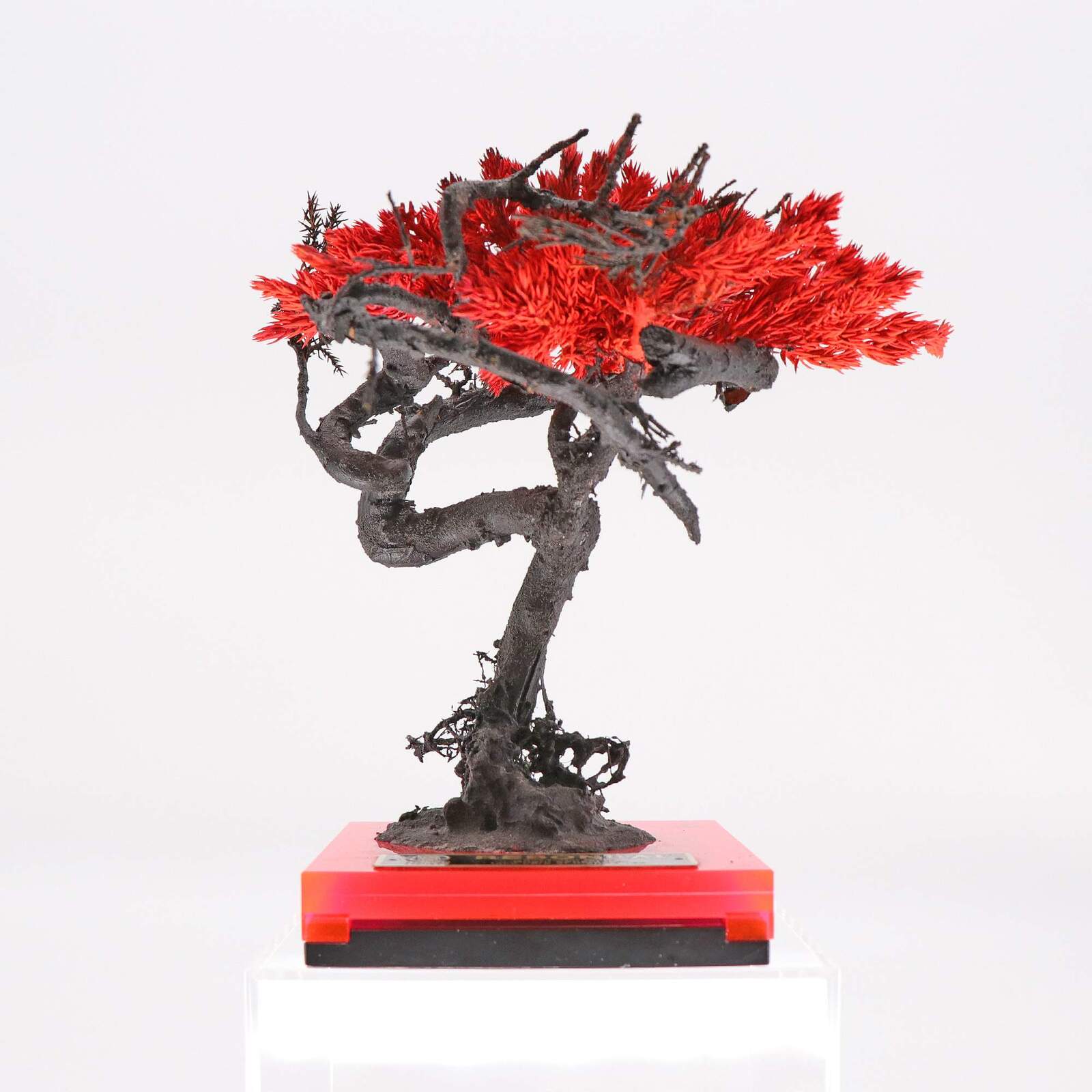 bonsai_r3